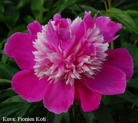 Paeonia lactiflora 'Qi Hua Lu Shuang'